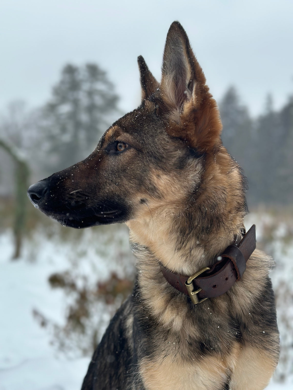 Dog Collar