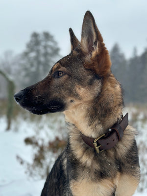 Dog Collar