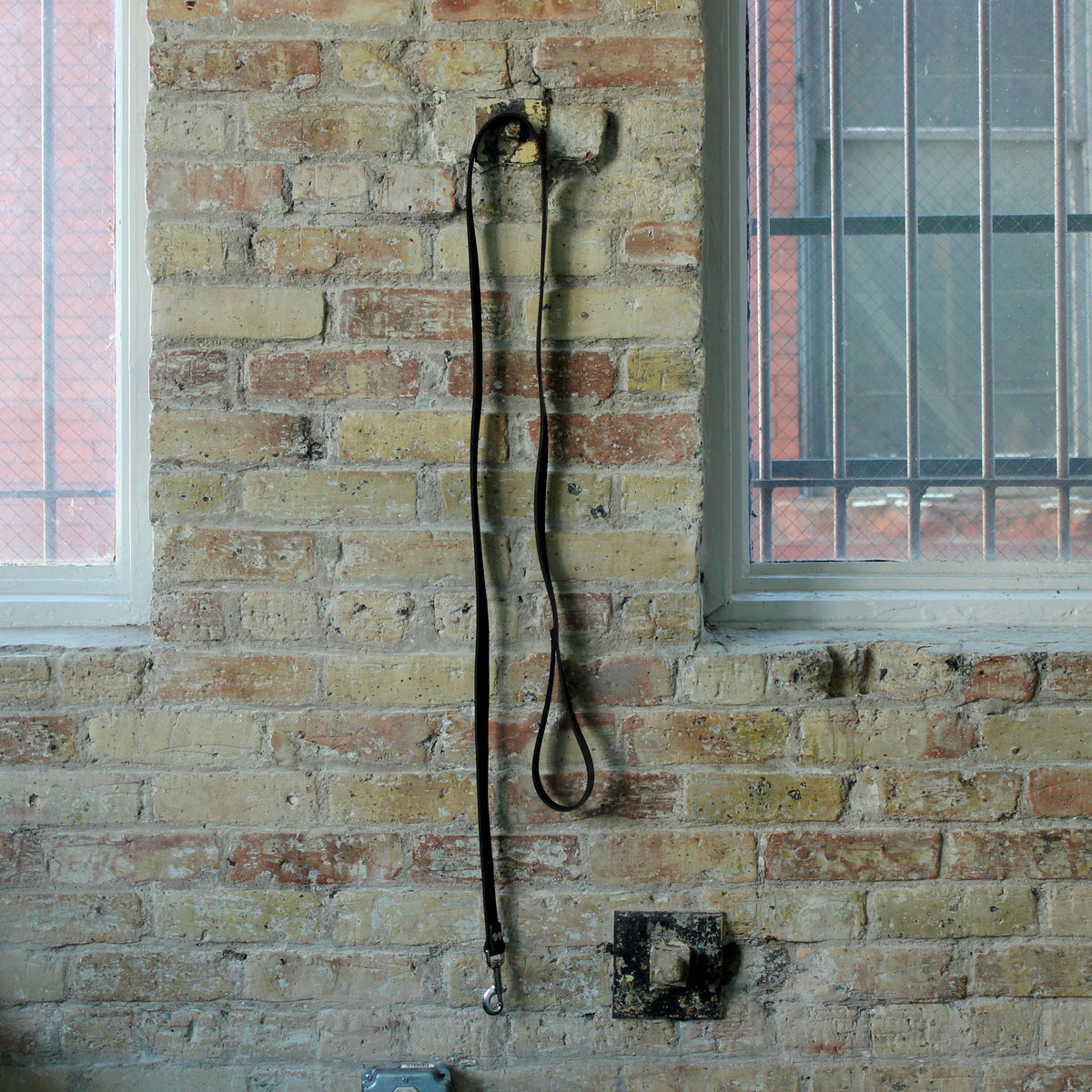 Dog Leash