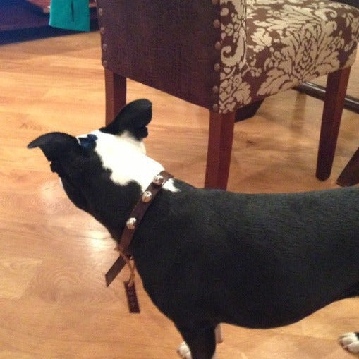 Jingle Bell Collar